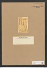 Libellus constrictus (Ehr.) D.T. (de-Toni-Nr.: Genus 5, Species 858) Zeichnungen Sammlung Grunow Nr. 1703 (NHMW-BOT-W0368577)